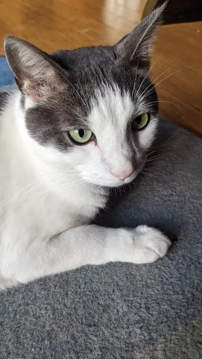 Hometown Veterinary Care Picture 2