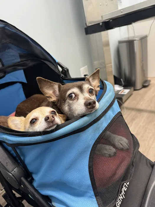 Dirigo Veterinary Care Picture 1