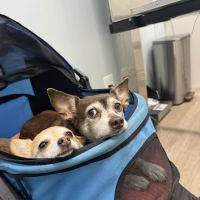 Dirigo Veterinary Care ico