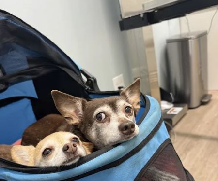 Dirigo Veterinary Care