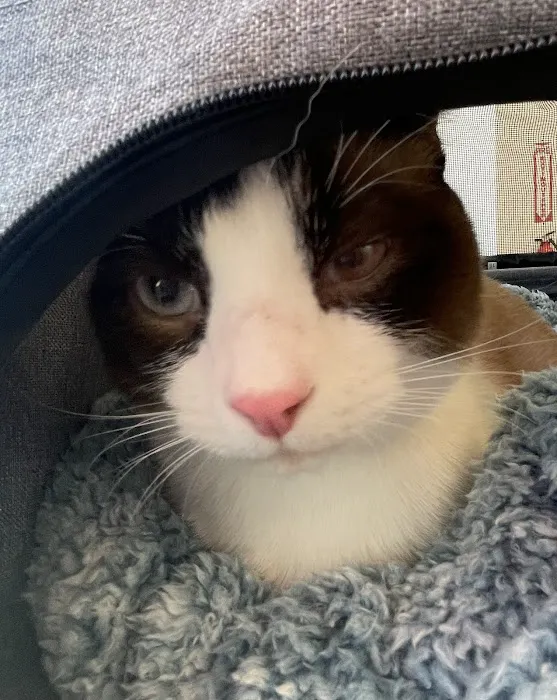 Dirigo Veterinary Care Picture 2