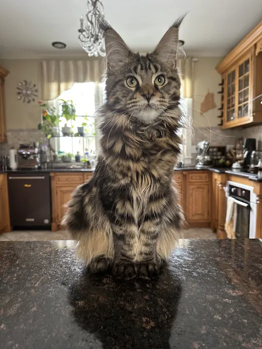 Dirigo Veterinary Care Picture 3