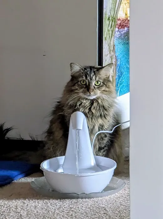 Dirigo Veterinary Care Picture 8