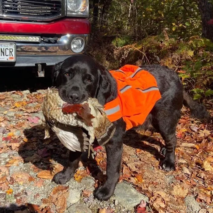 Dirigo Veterinary Care Picture 10