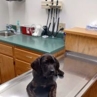 Animal Hospital of Waterville ico