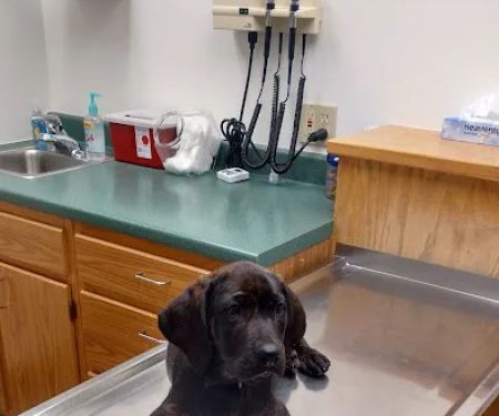 Animal Hospital of Waterville