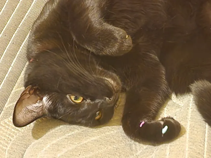 Animal Hospital of Waterville Picture 4