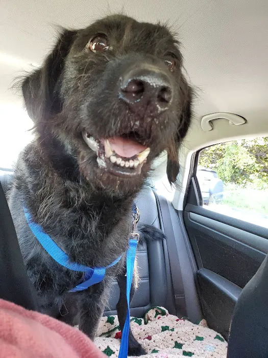 Animal Hospital of Waterville Picture 7