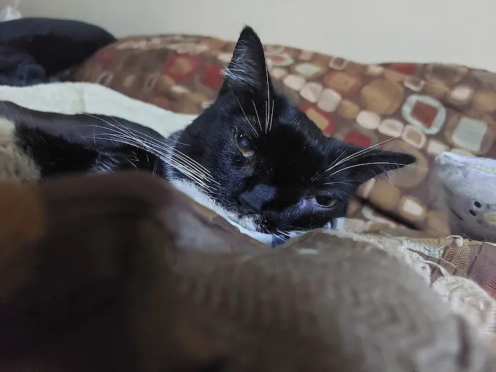 Animal Hospital of Waterville Picture 3