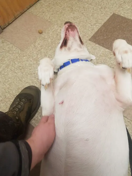 Animal Hospital of Waterville Picture 9