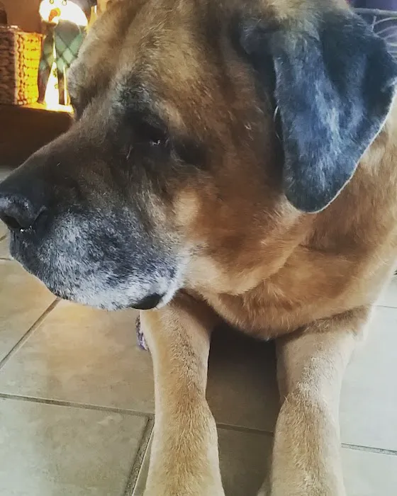 Animal Hospital of Waterville Picture 8