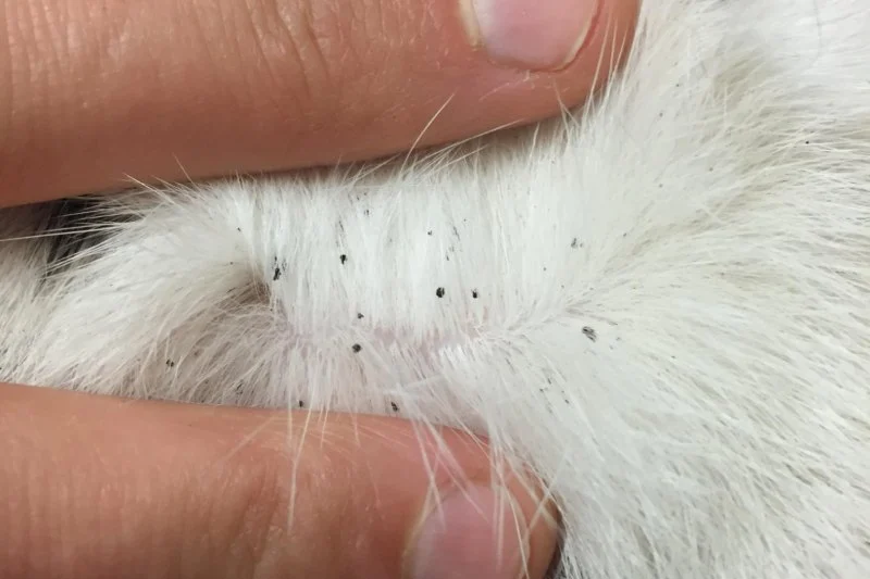 How to Identify and Treat Flea Bites on Cats – Effective Care Tips