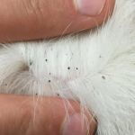 How to Identify and Treat Flea Bites on Cats – Effective Care Tips
