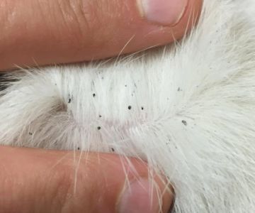 How to Identify and Treat Flea Bites on Cats – Effective Care Tips