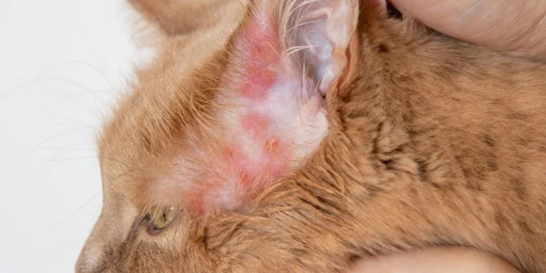 How to Identify and Treat Allergic Dermatitis in Cats – Guide for Pet Owners