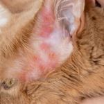 How to Identify and Treat Allergic Dermatitis in Cats – Guide for Pet Owners