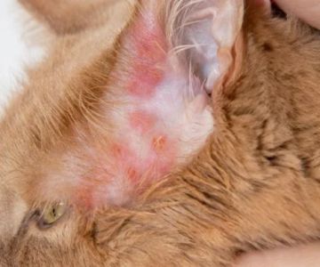 How to Identify and Treat Allergic Dermatitis in Cats – Guide for Pet Owners
