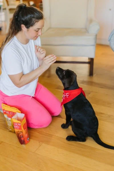 Tips for Teaching Puppies Basic Commands at Home