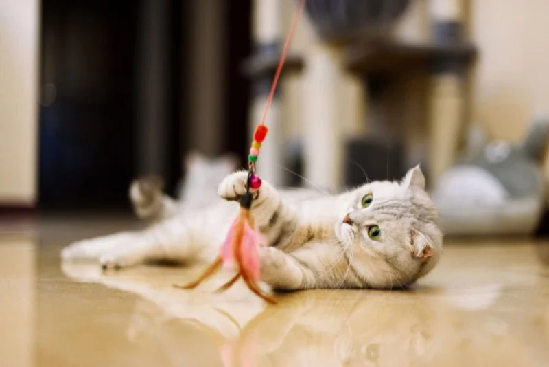 Easy Homemade Cat Toys That Promote Exercise | Fun & Healthy Ideas for Your Cat