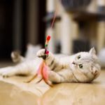 Easy Homemade Cat Toys That Promote Exercise | Fun & Healthy Ideas for Your Cat
