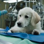Understanding Canine Hip Dysplasia and Prevention Methods