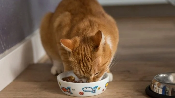 The Best Diet for Maintaining Healthy Weight in Cats - Essential Tips for Cat Owners