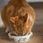 The Best Diet for Maintaining Healthy Weight in Cats - Essential Tips for Cat Owners