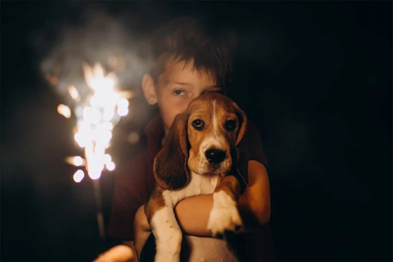 How to Calm Anxious Pets During Fireworks: Expert Tips for Pet Owners