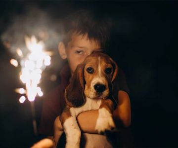 How to Calm Anxious Pets During Fireworks: Expert Tips for Pet Owners