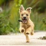 Best Dog Breeds for Active Families with Kids: Top Picks for Adventure