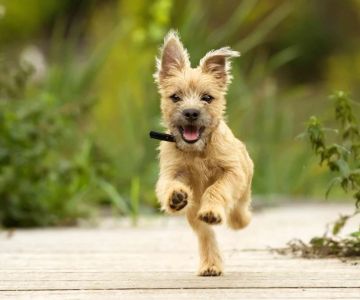 Best Dog Breeds for Active Families with Kids: Top Picks for Adventure