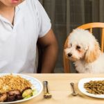 Human Foods That Are Surprisingly Safe for Dogs