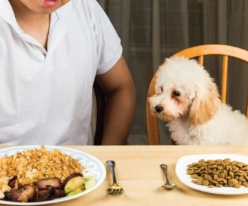 Human Foods That Are Surprisingly Safe for Dogs