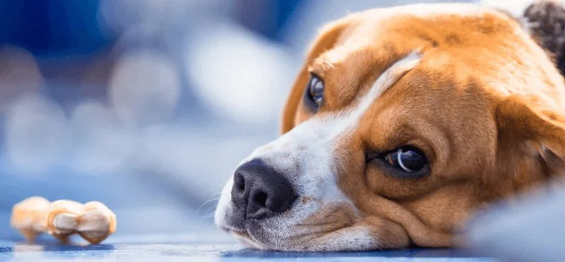 Recognizing Signs of Liver Problems in Dogs: What Every Pet Owner Should Know
