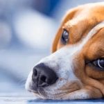 Recognizing Signs of Liver Problems in Dogs: What Every Pet Owner Should Know