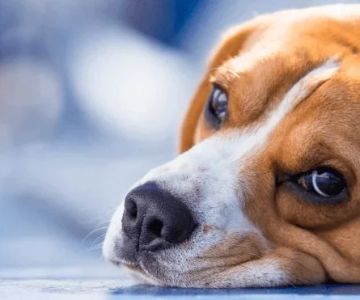 Recognizing Signs of Liver Problems in Dogs: What Every Pet Owner Should Know