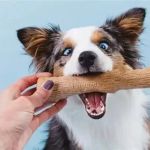 The Ultimate Guide to Safe Dog Toys for Chewers: Durable & Non-Toxic Options