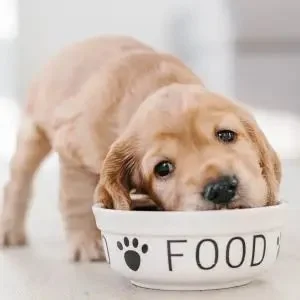 How to Encourage Healthy Eating Habits in Puppies – Brothers Pets