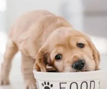 How to Encourage Healthy Eating Habits in Puppies – Brothers Pets