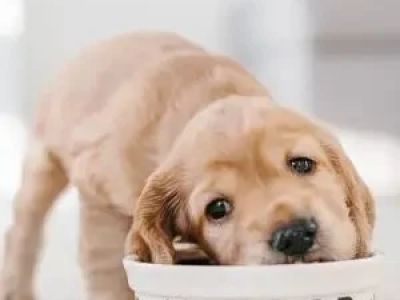 How to Encourage Healthy Eating Habits in Puppies – Brothers Pets