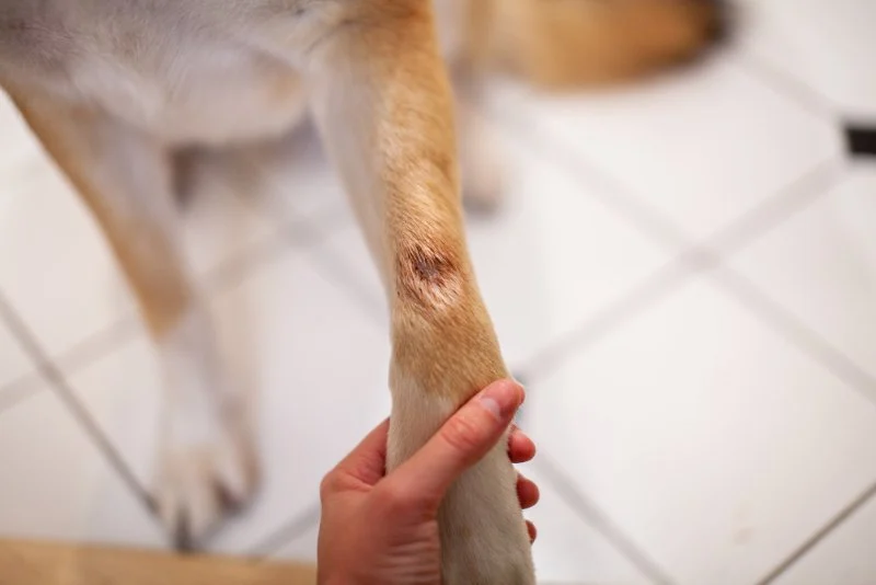 How to Spot and Treat Hot Spots on Dogs: A Complete Guide
