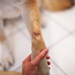 How to Spot and Treat Hot Spots on Dogs: A Complete Guide