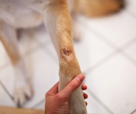 How to Spot and Treat Hot Spots on Dogs: A Complete Guide