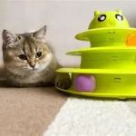 Benefits of Interactive Feeders for Mental Stimulation: Enhance Your Pet’s Cognitive Health