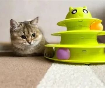 Benefits of Interactive Feeders for Mental Stimulation: Enhance Your Pet’s Cognitive Health