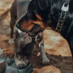 Tips for Maintaining Proper Hydration in Dogs: Essential Care for Your Pet