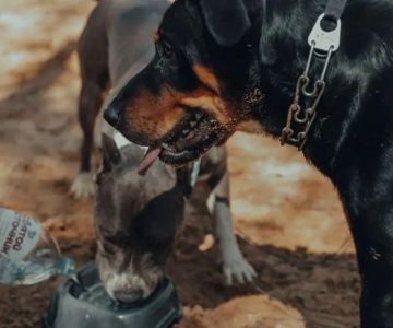 Tips for Maintaining Proper Hydration in Dogs: Essential Care for Your Pet