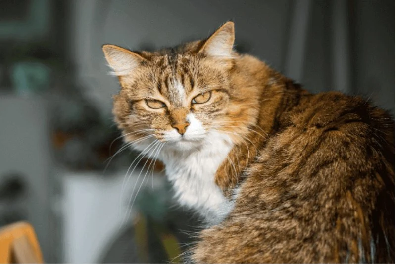 Signs Your Senior Cat May Have Kidney Problems