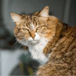 Signs Your Senior Cat May Have Kidney Problems