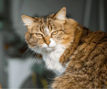 Signs Your Senior Cat May Have Kidney Problems